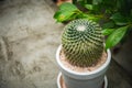 Cactus  in white pot Royalty Free Stock Photo