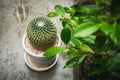 Cactus  in white pot on concreat table. Royalty Free Stock Photo