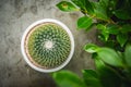 Cactus  in white pot on concreat table. Royalty Free Stock Photo