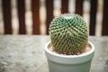 Cactus  in white pot. Royalty Free Stock Photo