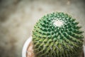 Cactus  in white pot Royalty Free Stock Photo