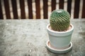 Cactus  in white pot Royalty Free Stock Photo