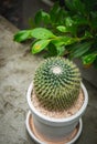 Cactus  in white pot Royalty Free Stock Photo