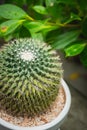 Cactus  in white pot Royalty Free Stock Photo