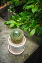 Cactus  in white pot Royalty Free Stock Photo