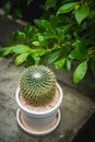 Cactus  in white pot Royalty Free Stock Photo