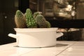 Cactus in White Pot