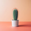 Cactus in a white pot on a table with a two-tone background in a simple setting Royalty Free Stock Photo
