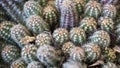 Cactus white spines background