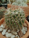 Cactus with white stones