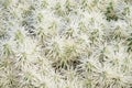 Cactus white thorns spines bush texture background