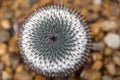 Cactus whorl pattern Royalty Free Stock Photo