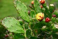 Cactus Royalty Free Stock Photo