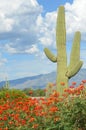 Saguaro Cactus in the Desert in Springtime Royalty Free Stock Photo