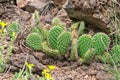 Cactus and Wildflowers Royalty Free Stock Photo