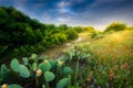 Cactus and Wildflowers at Sunrise Royalty Free Stock Photo