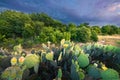 Cactus and Wildflowers at Sunset Royalty Free Stock Photo