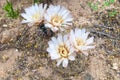 Cactus in wildness in America Royalty Free Stock Photo