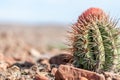 Cactus in the wind Royalty Free Stock Photo