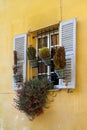 Cactus Window