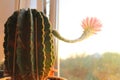 The cactus at window is blooming. A flower on a cactus Royalty Free Stock Photo