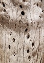 Cactus wood bark texture Royalty Free Stock Photo