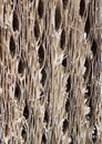 Cactus wood bark texture Royalty Free Stock Photo
