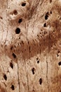Cactus wood bark texture