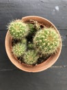 Cactus wood,cactus on wood Still Life Natural