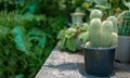 Cactus on wood shelf outdoor garden Royalty Free Stock Photo