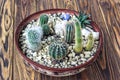 Cactus wood, Small garden Miniature plants Still Life Succulents cactus in pot on wooden shelf Scandinavian style interior decorat