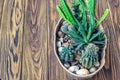 Cactus wood, Small garden Miniature plants Still Life Succulents cactus in pot on wooden shelf Scandinavian style interior decorat