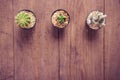 Cactus on wood Still Life , Three Cactus Plants on Vintage Wood Background Texture.