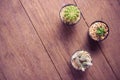 Cactus on wood Still Life , Three Cactus Plants on Vintage Wood Background Texture. Royalty Free Stock Photo