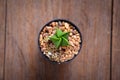 cactus on wood Still Life , Three Cactus Plants on Vintage Wood Background Texture. Royalty Free Stock Photo