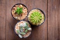 Cactus on wood Still Life , Three Cactus Plants on Vintage Wood Background Texture Royalty Free Stock Photo