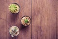 Cactus on wood Still Life , Three Cactus Plants on Vintage Wood Background Texture