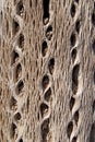 Cactus Wood Texture