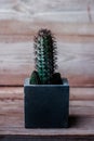 Cactus on Wood Texture Background