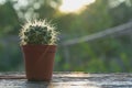 Cactus wood, cactus in tree pot. Cactus plants on wood table