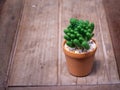 Cactus in wooden pots placed on wooden table