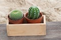 Cactus on wooden and sand background