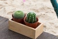 Cactus on wooden and sand background