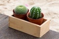 Cactus on wooden and sand background