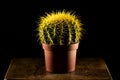 Cactus on wooden table closeup Royalty Free Stock Photo