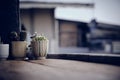Cactus on a wooden terrace With a lonely atmosphere. Dramatic tone