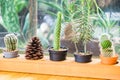 Cactus wooden vintage pot