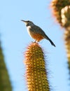 A Cactus Wren