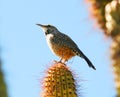 A Cactus Wren