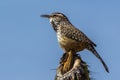 Cactus Wren Royalty Free Stock Photo